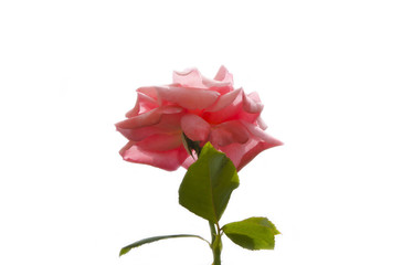 Beautiful fresh pink rose isolated on white background, bottom view.