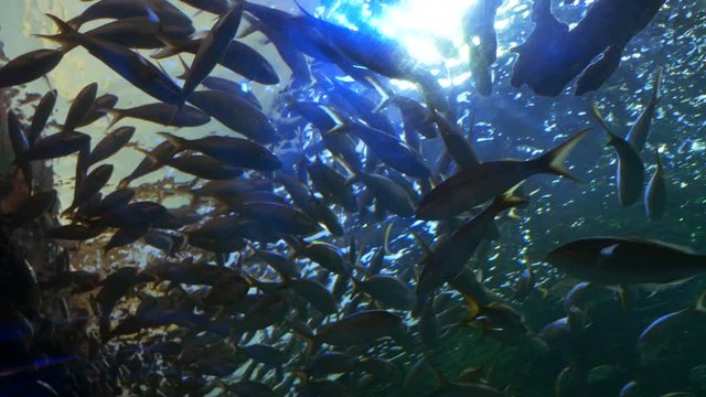 A school of yellowtail snapper fish. Low angle.