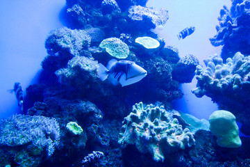 Naklejka na ściany i meble Colorful exotic tropical fishes underwater in aquarium.