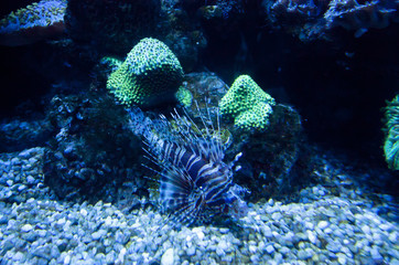 Naklejka na ściany i meble Colorful exotic tropical fishes underwater in aquarium.