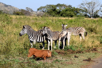 Fototapeta na wymiar Zèbres Parc Hluhluwe Afrique du Sud