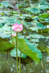 Pink lotus in a natural pond