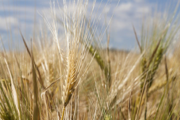 Golden Wheat field close up nature agriculture cornfields