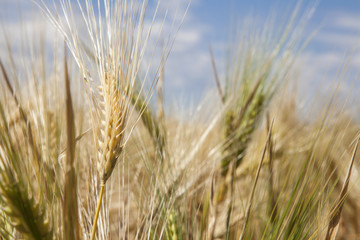  Golden Wheat field close up nature agriculture cornfields