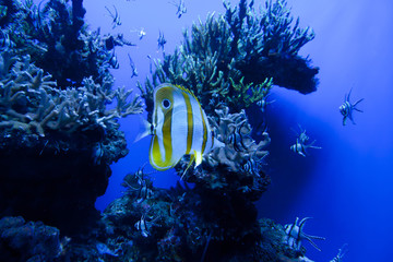 Fototapeta na wymiar Colorful exotic tropical fishes underwater in aquarium.