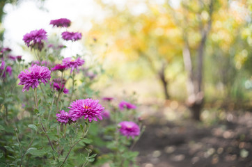 A photo of chrysanthemum flowers in an autumn garden. Chrysanthemums, sometimes called mums or chrysanths, are flowering plants of the genus Chrysanthemum in the family Asteraceae. Selective focus.