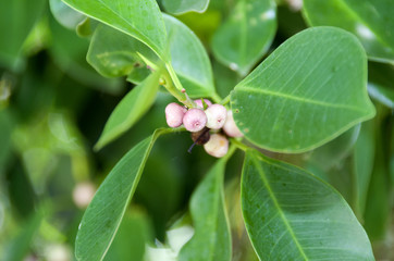 ガジュマルの実