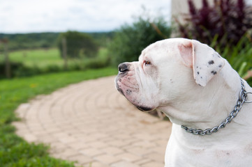 white American Bulldog in the yard of the house. The American bulldog is a stocky, well built, strong-looking dog, with a large head and a muscular build.