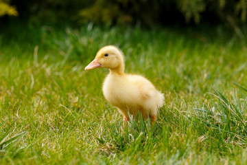 Ducklings an chickens on the green lawn