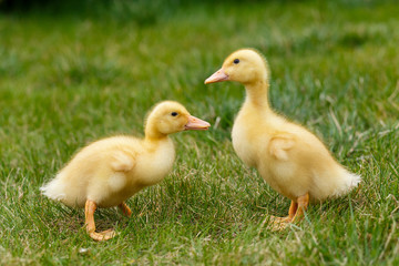 Ducklings an chickens on the green lawn