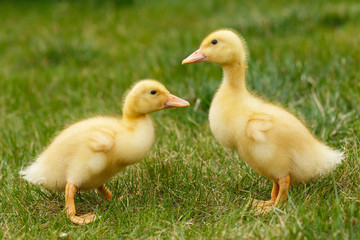 Ducklings an chickens on the green lawn