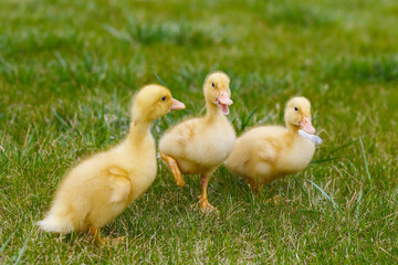 Ducklings an chickens on the green lawn