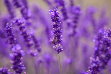 Lavender and insects Close up Nature Summer Flowers Fiends