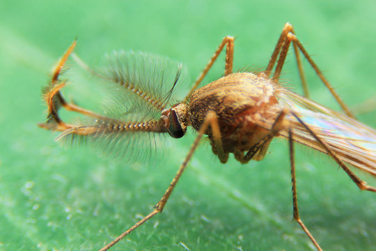 Side of wild fly chironomidae chironomus riparius culicidae culex mosquito.