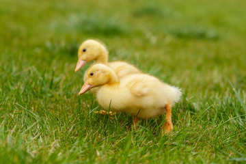 Ducklings an chickens on the green lawn