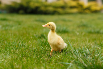 Ducklings an chickens on the green lawn