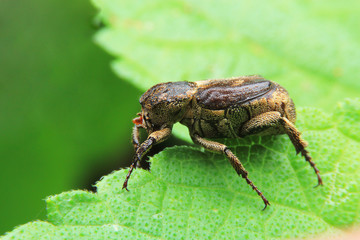 Super macro of brown beetle bug.