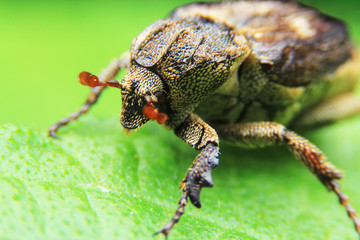 Super macro of brown beetle bug.