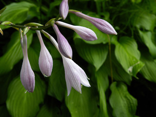 Dear inspector! this photo you rejected. But it is this image very successfully sold on shutterstock.com.Link to my portfolio https://www.shutterstock.com/ru/g/Irinabilberry