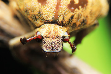 High magnification macro of hemiptera.