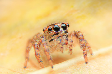 Spider on macro shooting.
