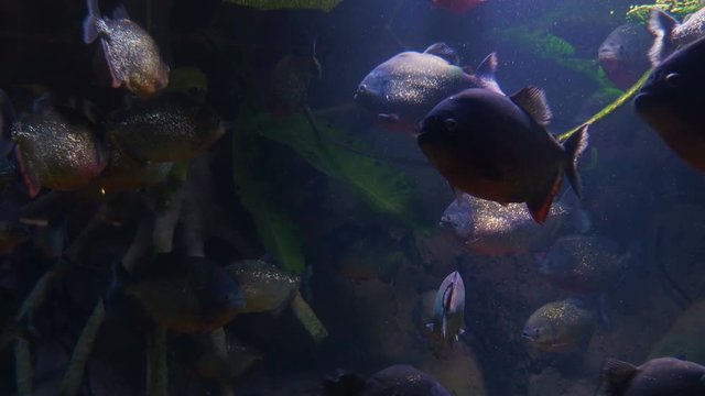 A school of piranhas slowly swimming in murky water. Close up.