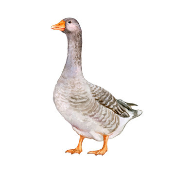 realistic illustration of a domestic goose isolated on white background. Watercolor