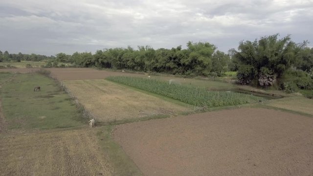 drone view : low flying over a farmer watering his field parcel under a cloudy sky