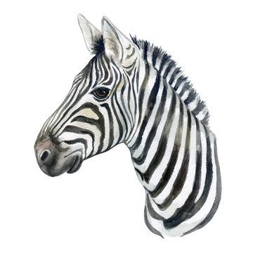 Portraitof a zebra horse isolated on white background. Watercolor Illustration. Template. A realistic characteristic zebra. Handmade