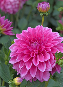 Dahlien, Dahlias