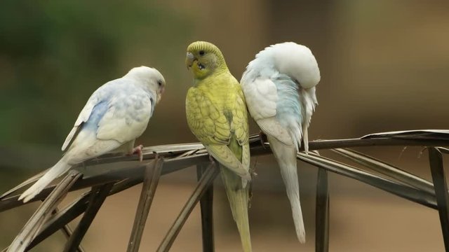 parakeets (Melopsittacus undulatus) family in natural scenes.