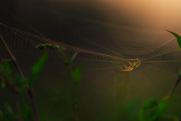 Spider silhouette on an orbital web, under warm bright sunset light