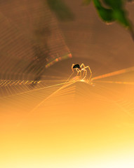 Spider silhouette on an orbital web, under warm bright sunset light