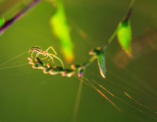 Spider silhouette on an orbital web, under warm bright sunset light