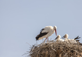 Storks Family nest Nature wildlife Birds  background