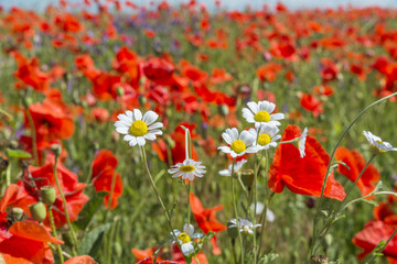 Obraz premium red poppies field with white flowers of chamomiles