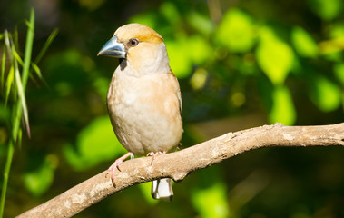 The hawfinch (Coccothraustes coccothraustes) adult male sitting on a branch