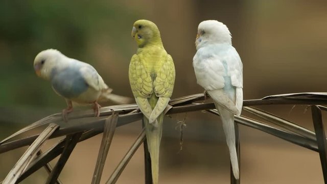 parakeets (Melopsittacus undulatus) family in natural scenes.