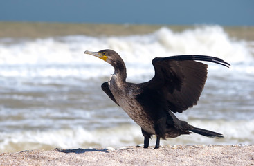 Great cormorant (Phalacrocorax carbo) drying spreaded wings on the sea shore