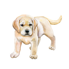 Golden retriever. Puppy isolated on white background. Watercolor. Illustration. Handmade. Printing of books, postcards. Children's toy