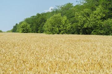 agriculture field with golden crops and green trees