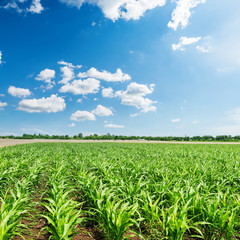 Fototapeta na wymiar green little maize in agriculture field and blue sky with clouds
