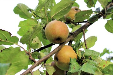 An image of a apple tree