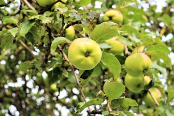 An image of a apple tree