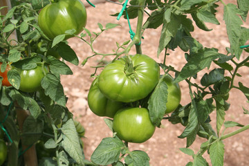 Pomodori verdi giganti su pianta nell'orto