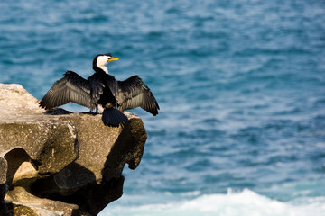 Little pied cormorant flexing wings on a rock