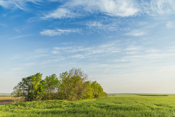 Fototapeta na wymiar green meadow in sunset time and blue sky