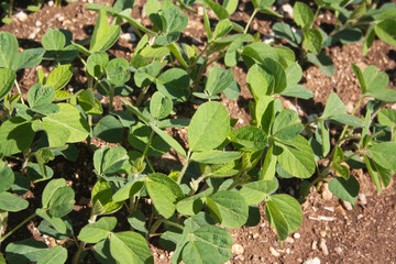 Piante di soia nel campo