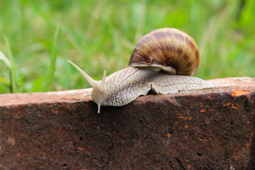 Snail