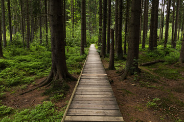 Narrow path lit by soft spring sunlight. Forest spring nature. Spring forest natural landscape with forest trees